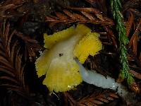 Hygrocybe flavifolia image