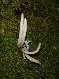 Clavaria fumosa image