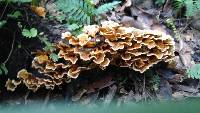 Trametes versicolor image