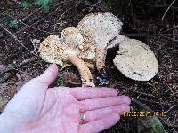 Clitocybe nebularis image