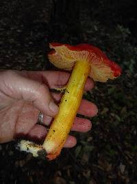 Hygrocybe laetissima image