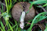 Psathyrella uliginicola image