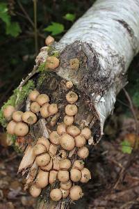 Lycoperdon pyriforme image