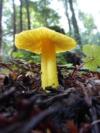 Hygrocybe chlorophana image