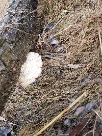 Trametes versicolor image