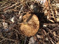 Pholiota velaglutinosa image