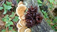 Tremella foliacea image