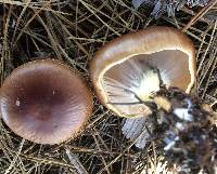 Pholiota velaglutinosa image