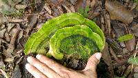 Trametes gibbosa image