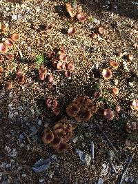 Pholiota velaglutinosa image