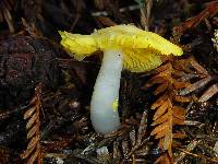 Hygrocybe flavifolia image