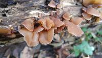 Auricularia americana image