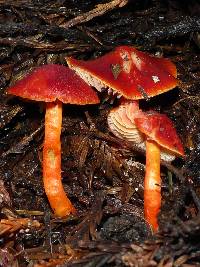 Hygrocybe coccinea image