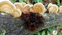 Tremella foliacea image