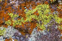 Acarospora socialis image
