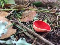 Sarcoscypha coccinea image