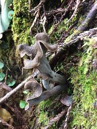 Craterellus cornucopioides image