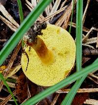 Boletus subtomentosus image