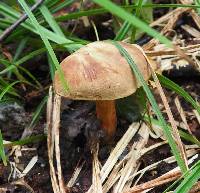 Boletus subtomentosus image