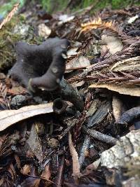 Craterellus cornucopioides image