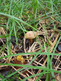 Boletus subtomentosus image