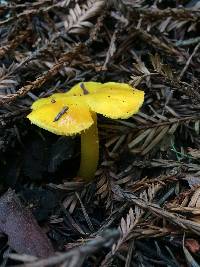 Hygrocybe chlorophana image