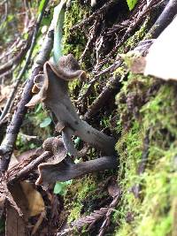 Craterellus cornucopioides image