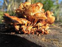 Flammulina velutipes image