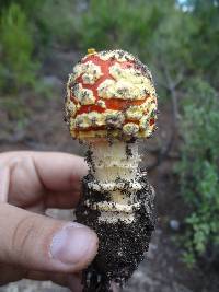 Amanita muscaria image