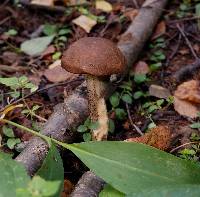 Leccinum scabrum image