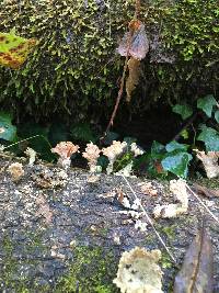 Schizophyllum commune image