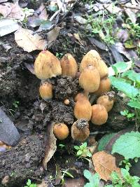 Coprinellus micaceus image