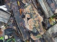 Trametes versicolor image