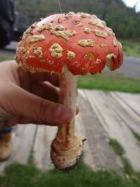 Amanita muscaria subsp. flavivolvata image