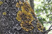 Xanthoria parietina var. parietina image