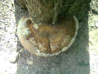 Ganoderma applanatum image