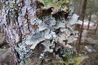 Lobaria scrobiculata image