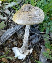 Volvariella gloiocephala image