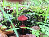 Marasmius plicatulus image