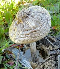 Volvariella gloiocephala image