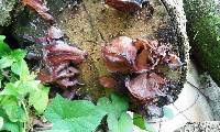 Auricularia polytricha image