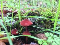 Marasmius plicatulus image