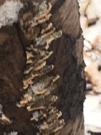 Trametes versicolor image