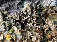 Peltigera collina image