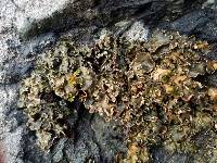 Peltigera collina image