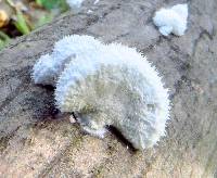 Schizophyllum commune image