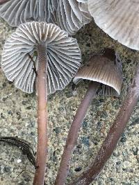 Mycena leptocephala image