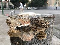 Trametes versicolor image