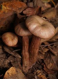 Laccaria amethysteo-occidentalis image