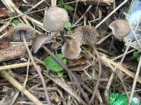 Mycena leptocephala image